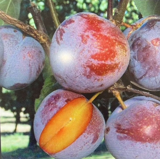 FRESH ASIAN PLUMS (12-14 FRUITS/3-5 LBS) - AVAILABLE JULY 2026