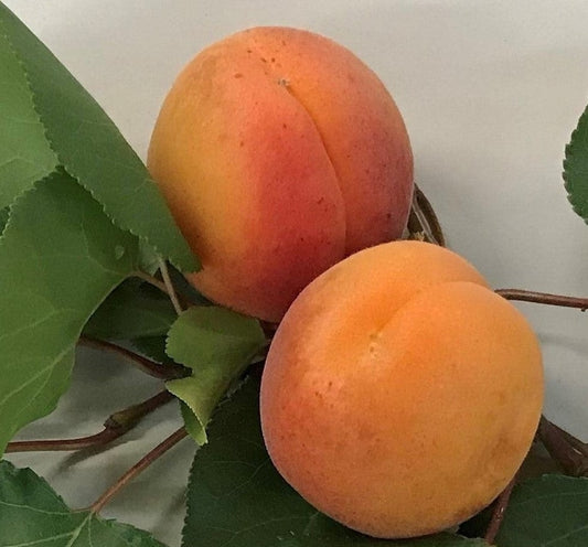 FRESH APRICOTS (12-14 FRUITS/2-3 LBS.) AVAILABLE JUNE 2026