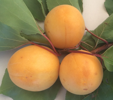 FRESH APRICOTS (12-14 FRUITS/2-3 LBS.) AVAILABLE JUNE 2026