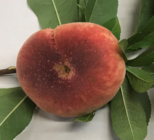FRESH PEACHES (6-8 FRUITS/3-5 LBS.) - AVAILABLE JULY 2026