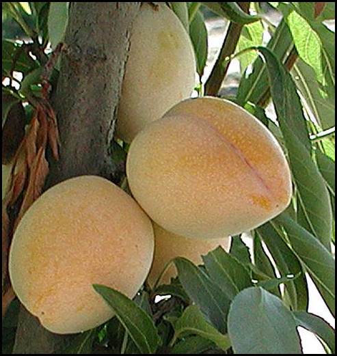 FRESH ASIAN PLUMS (12-14 FRUITS/3-5 LBS) - AVAILABLE JULY 2026