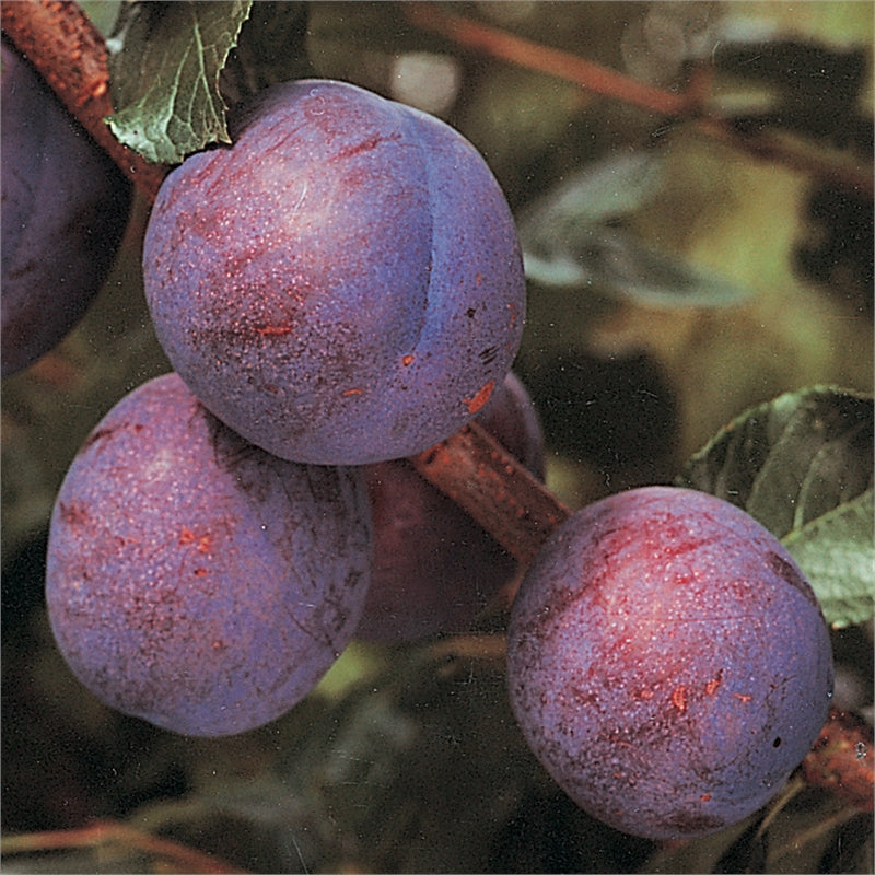 FRESH ASIAN PLUMS (12-14 FRUITS/3-5 LBS) - AVAILABLE JULY 2026