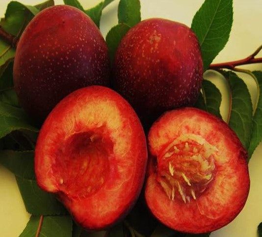 FRESH NECTARINES (6-8 FRUITS/3-6 LBS.) - AVAILABLE JULY 2026