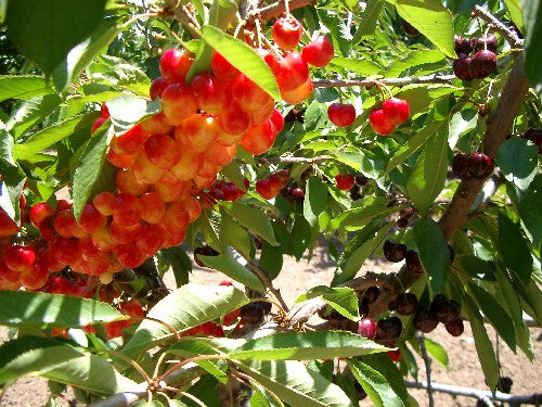 FRESH SWEET CHERRIES (5 LBS.) - AVAILABLE MAY 2026
