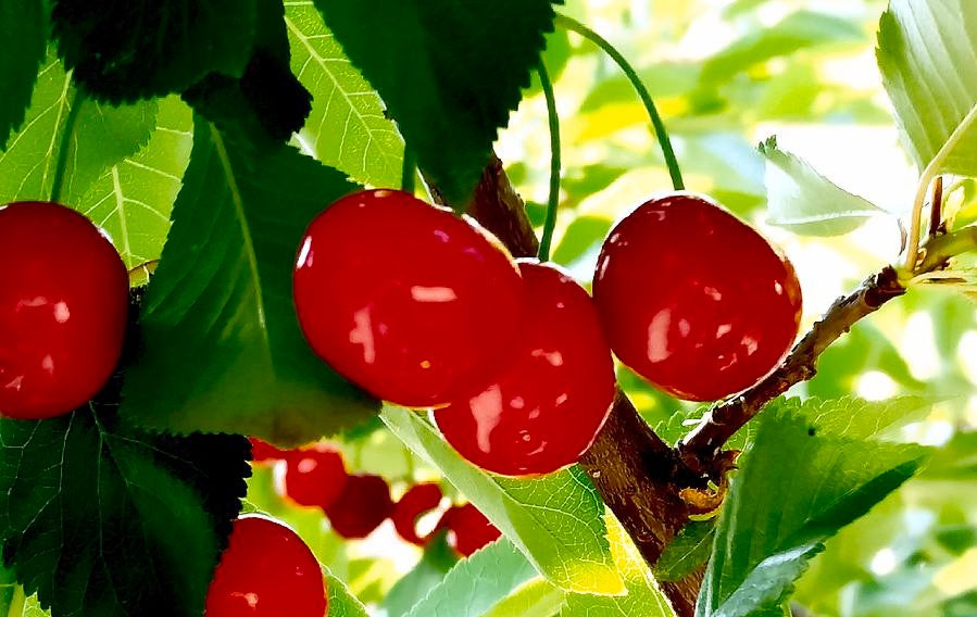 FRESH TART CHERRIES (5 LBS.) - AVAILABLE JUNE 2026