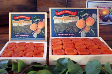 DRIED BLENHEIM APRICOTS - PREMIUM (WOOD GIFT BOX)