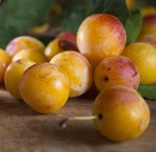 FRESH EUROPEAN PLUMS (3-5 LBS.) - AVAILABLE AUGUST 2026