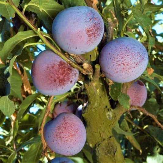 FRESH INTERSPECIFIC STONE FRUIT (12-14 FRUITS/4-5 LBS.) - AVAILABLE JUNE 2026