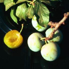 FRESH EUROPEAN PLUMS (3-5 LBS.) - AVAILABLE AUGUST 2026