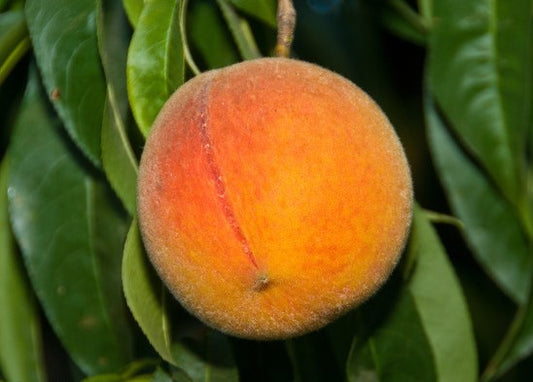FRESH PEACHES (6-8 FRUITS/3-5 LBS.) - AVAILABLE JULY 2026