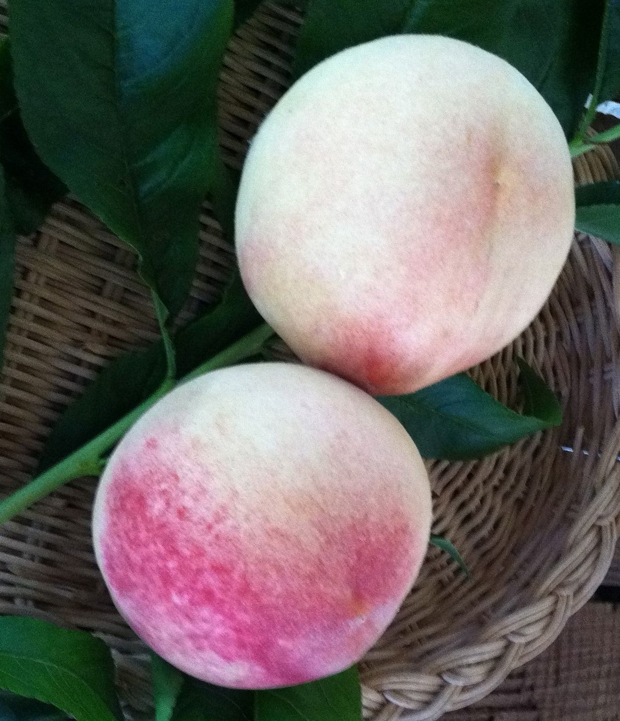 FRESH PEACHES (6-8 FRUITS/3-5 LBS.) - AVAILABLE JULY 2026