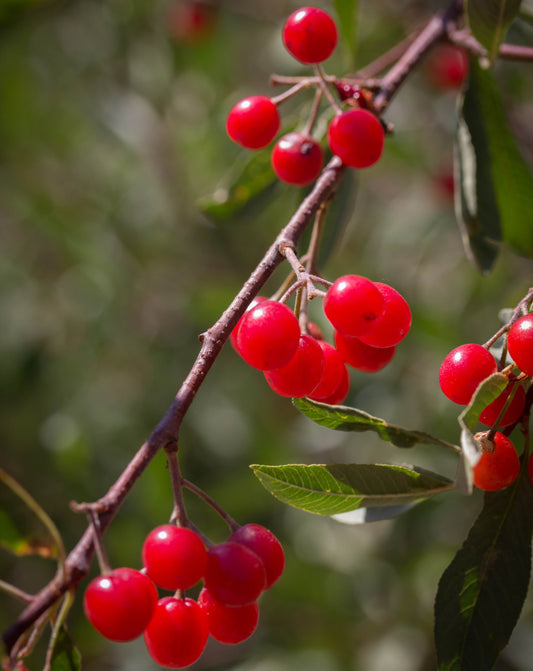 FRESH TART CHERRIES (5 LBS.) - AVAILABLE JUNE 2026