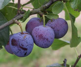 FRESH EUROPEAN PLUMS (3-5 LBS.) - AVAILABLE AUGUST 2026